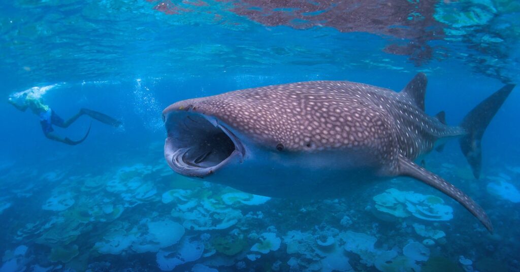 Whale Shark Snorkeling - Image 2