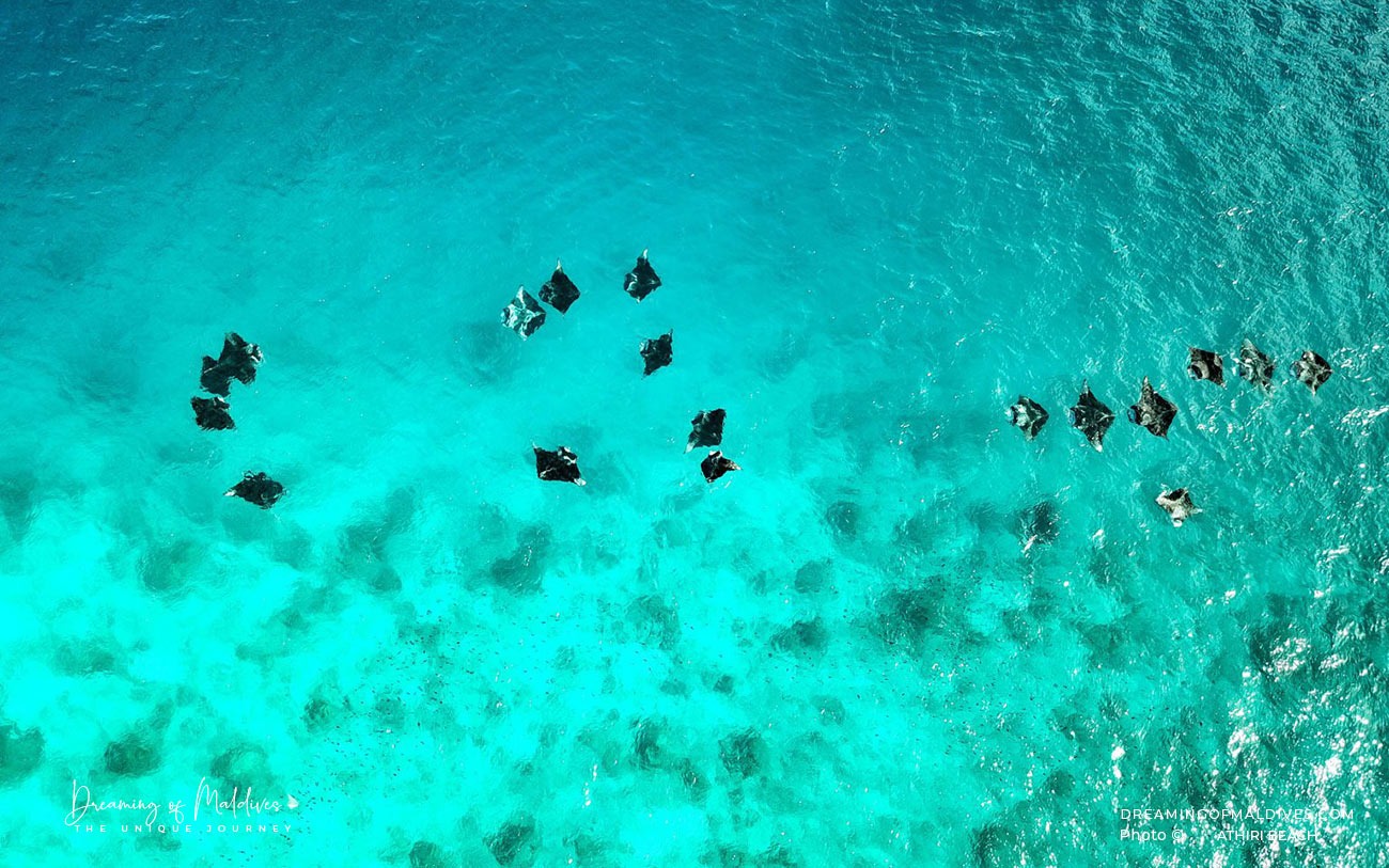 Turtle Reef Snorkeling - Image 4